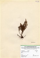 藏品(蒿蕨)的圖片